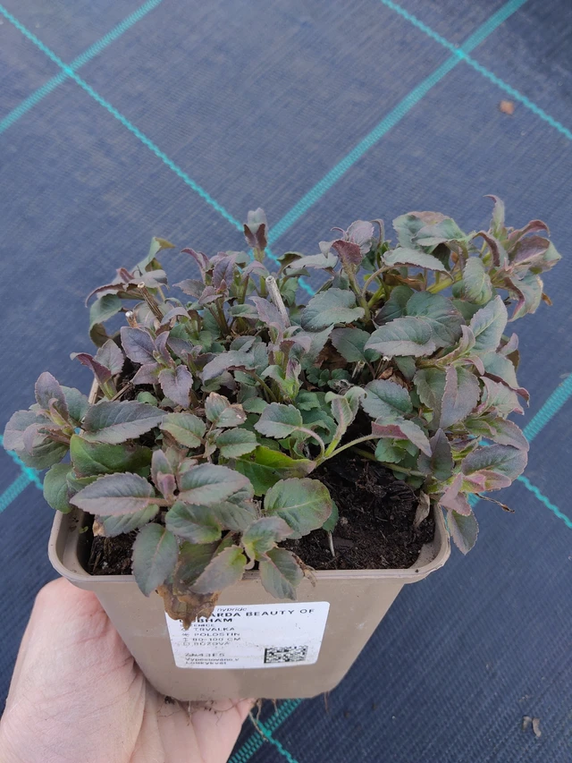 Väriminttu Beauty of Cobham - 27. 3. 2026