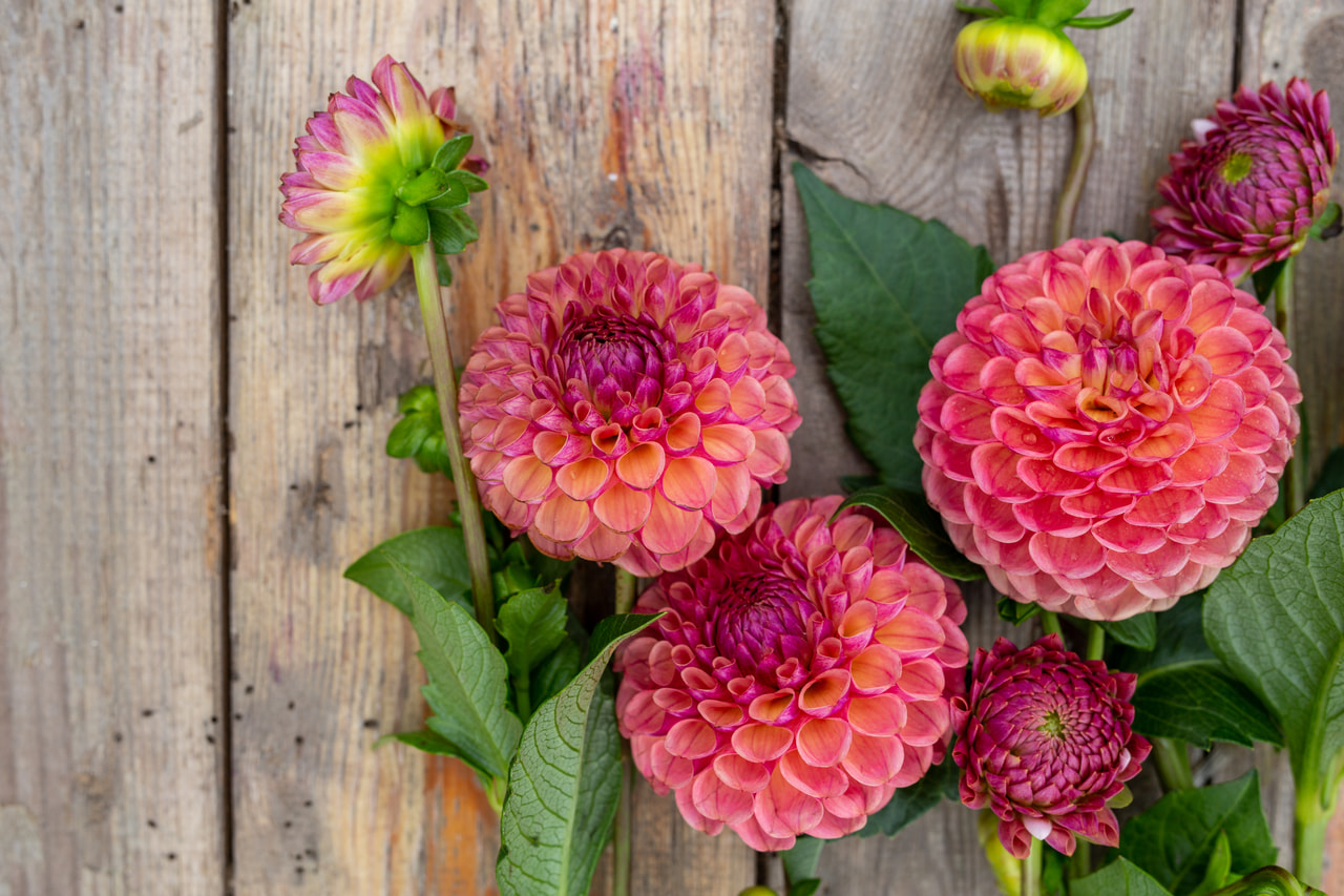 Dahlia Hapet Coppery, Loukykvět