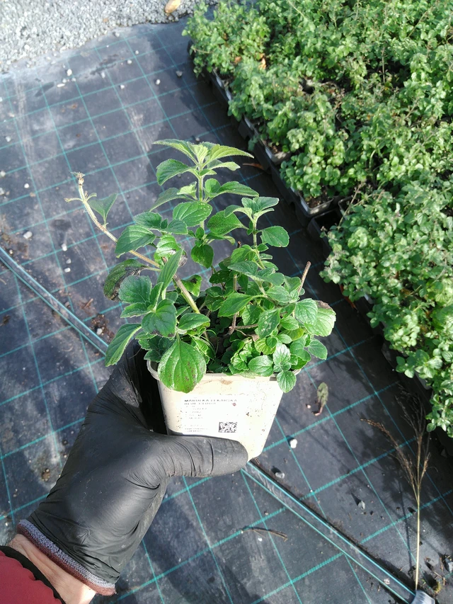 Käenminttu Blue Cloud - 31. 10. 2025