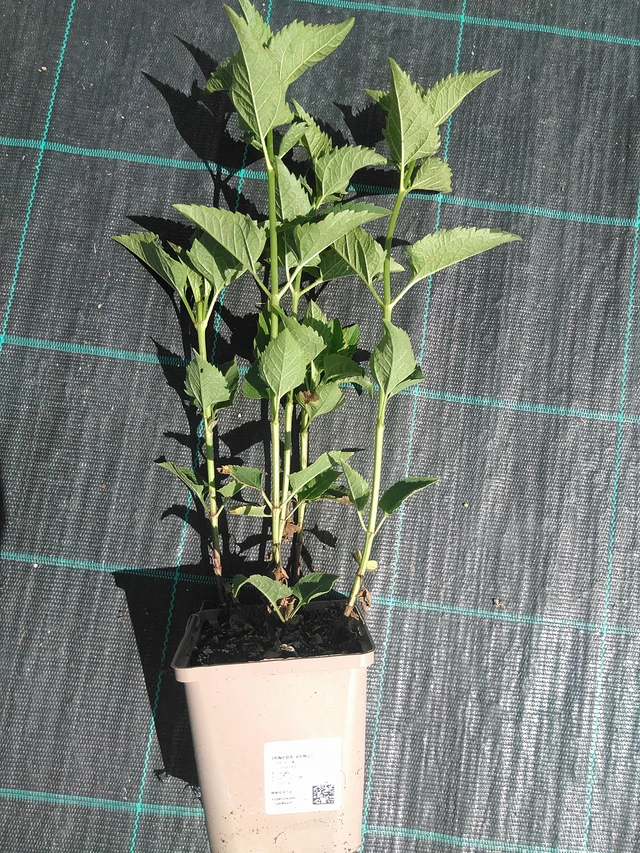 Päivänsilmä Venus - 24. 6. 2025