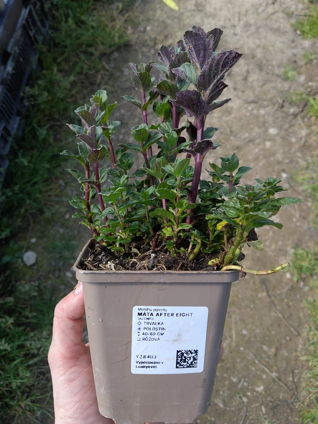 Menta After Eight - 27. 3. 2026