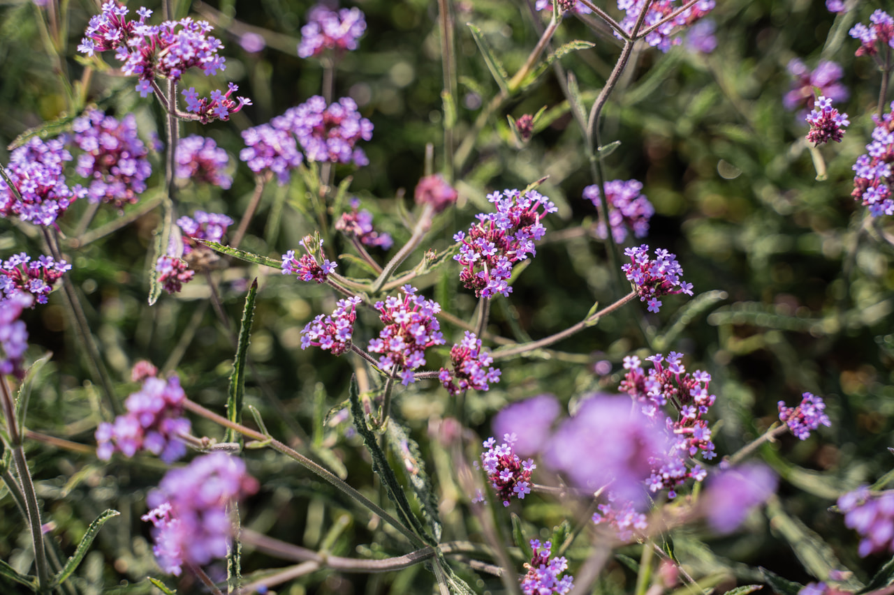 Verbena Lollipop, Loukykvět