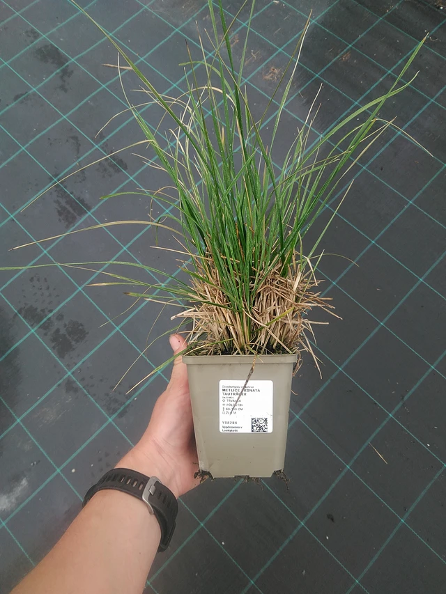Metlice trsnatá Tauträger - 3. 6. 2026
