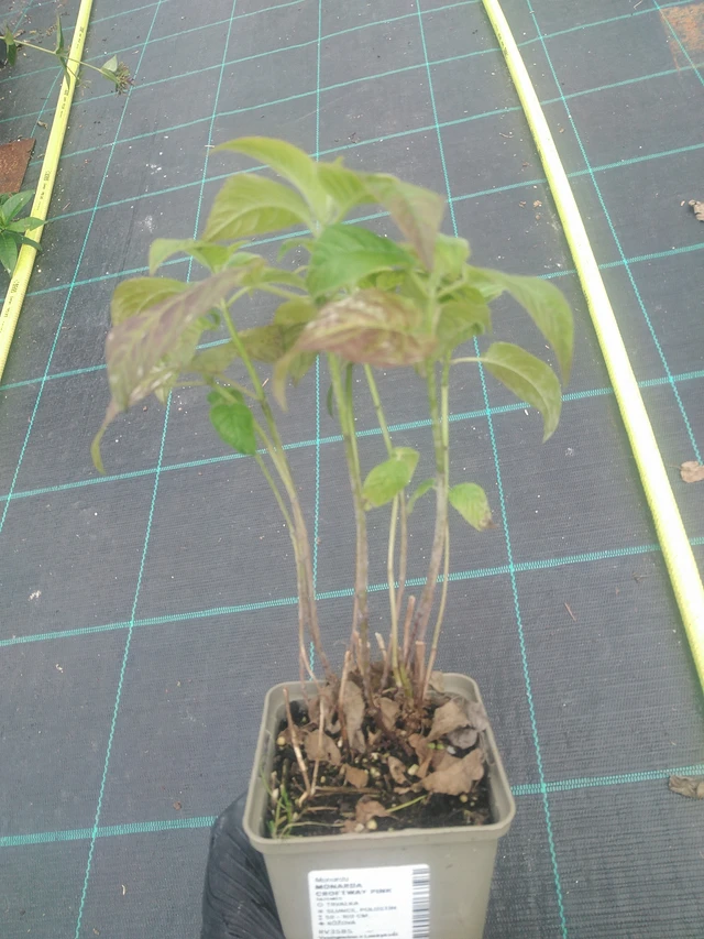 Väriminttu Croftway Pink - 10. 9. 2025