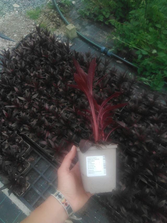 Lobelia Queen Victoria - 2024