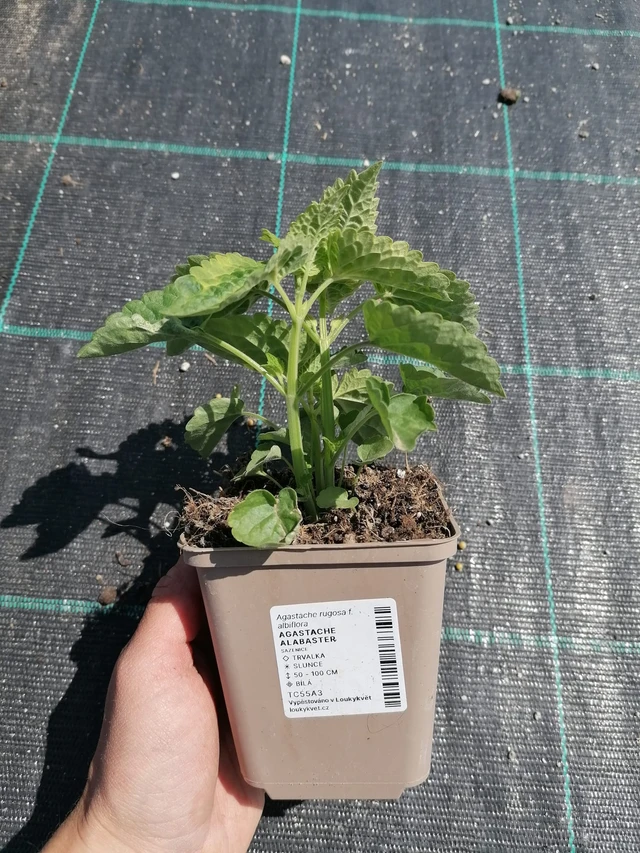 Iiso Alabaster - 2024