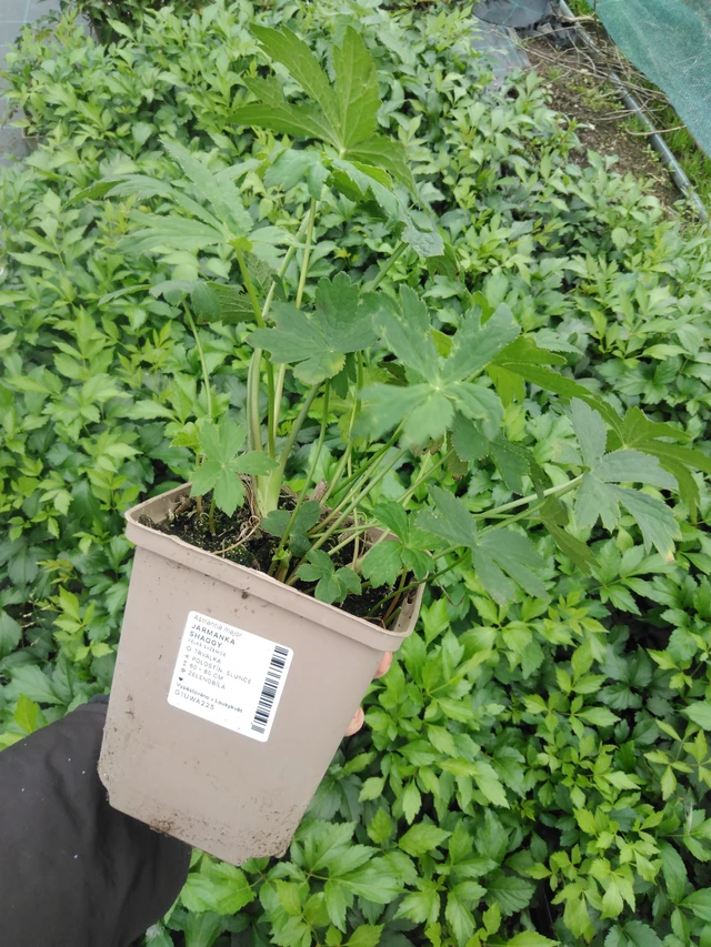 Tähtiputki Shaggy - 2024