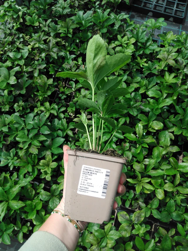 Jouluruusu Pretty Ellen White Spotted - 2024