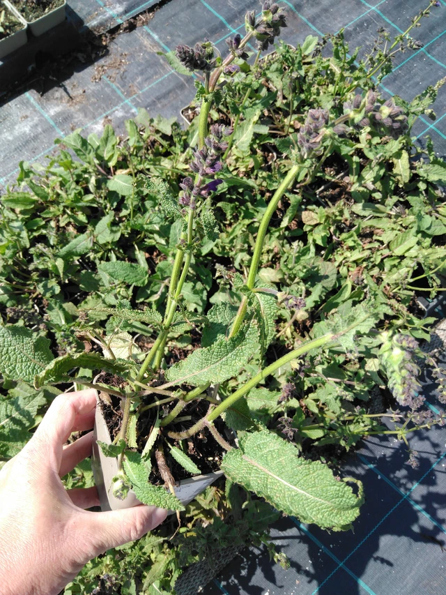 Salvia pratensis Twilight Serenade - 13. 5. 2025