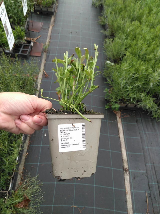 Kellopeippi Alba - 11. 7. 2025