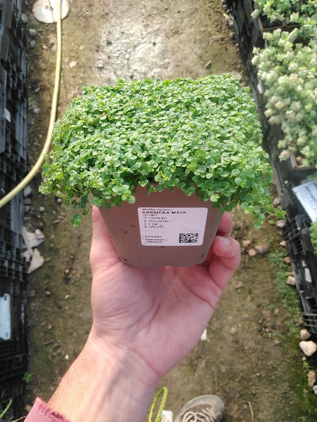 Korsikanminttu - 1. 9. 2025