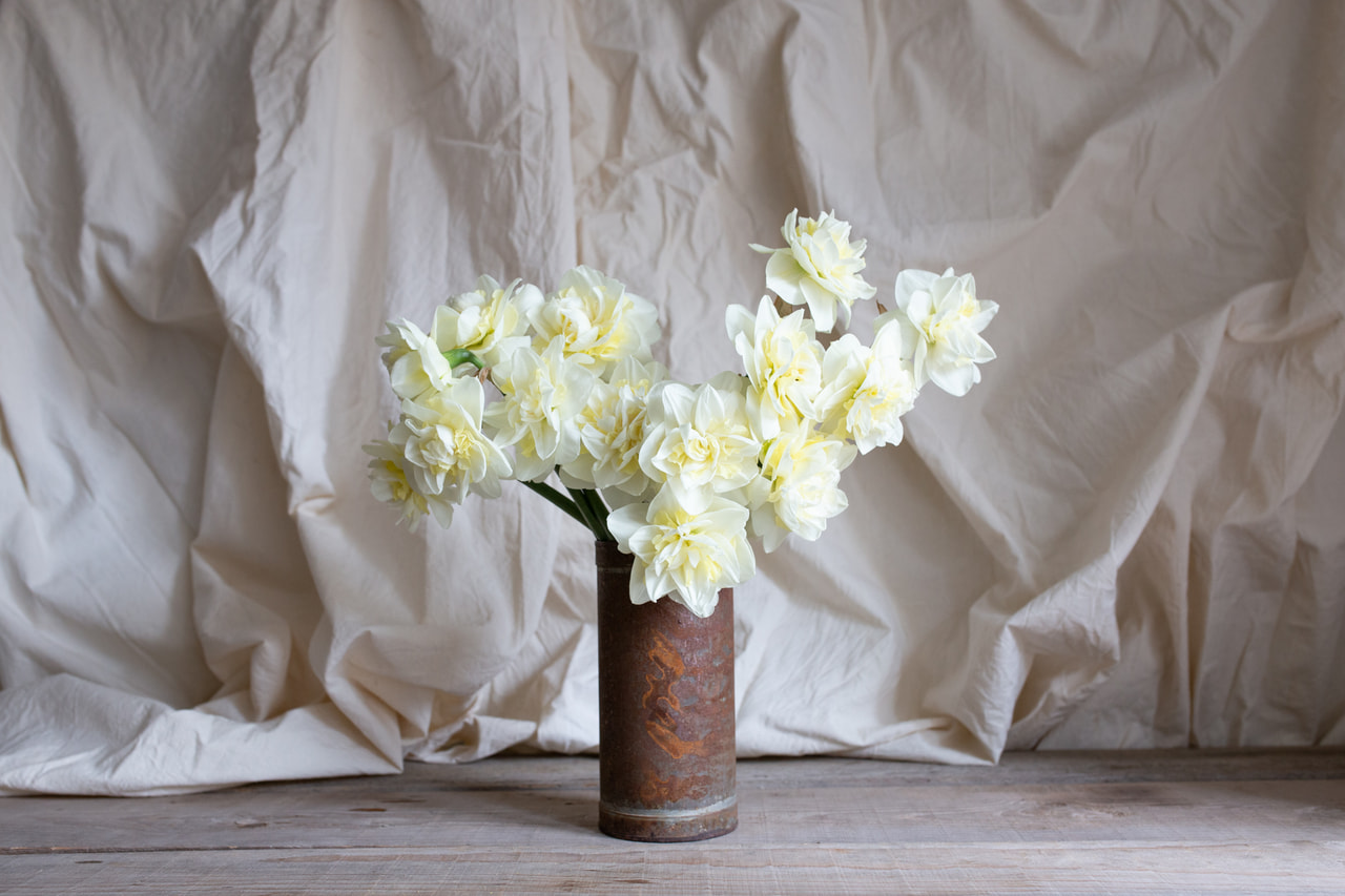 Narsissi Easter Born, Loukykvět