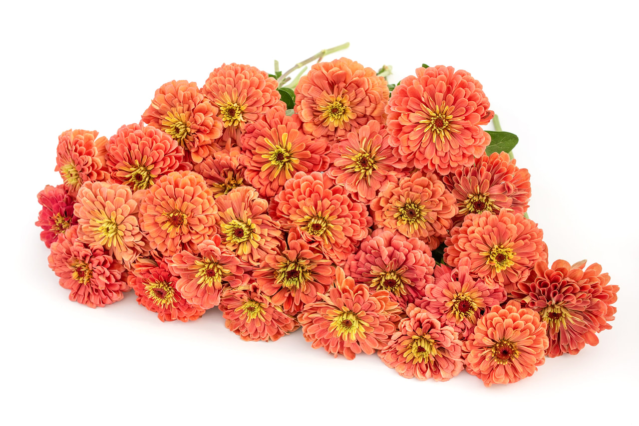 Tsinnia Benary’s Giant Salmon Rose, Loukykvět