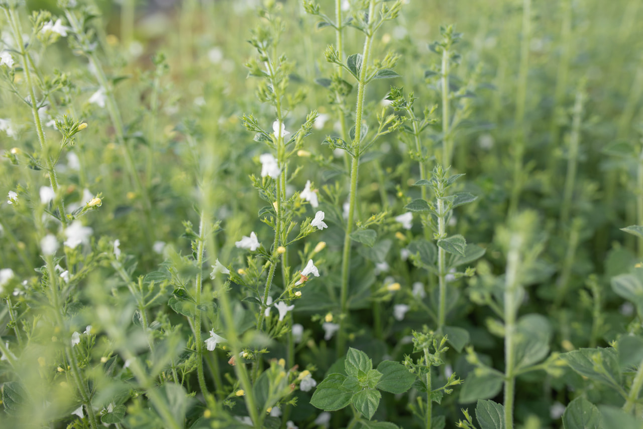 Metsäkalaminttu Menthe, Loukykvět