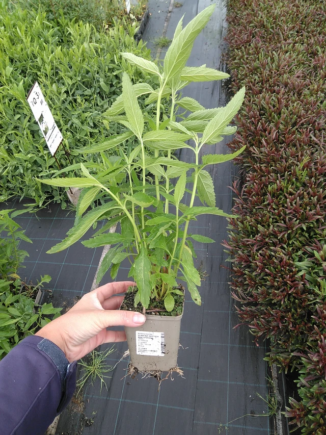 Verbena hastata White Spires - 11. 7. 2025