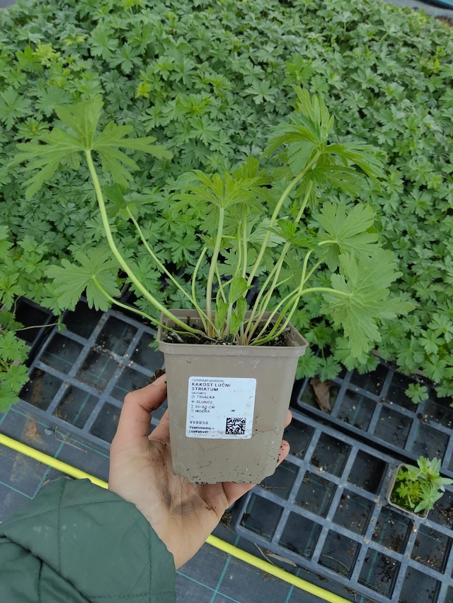 Kyläkurjenpolvi Striatum - 21. 4. 2026