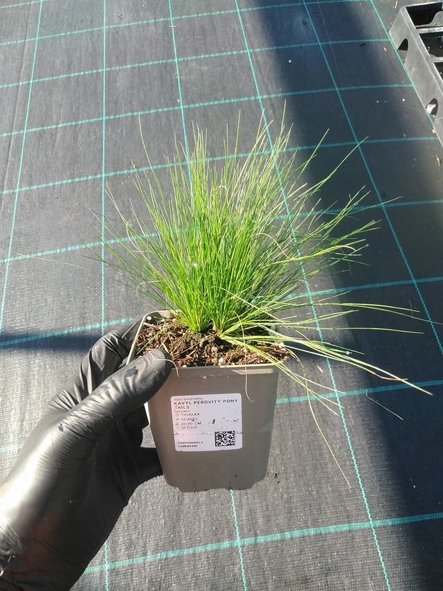 Kavyl péřovitý Pony Tails - 1. 9. 2025