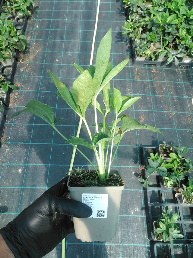 Jouluruusu Double Ellen Pink - 19. 8. 2025