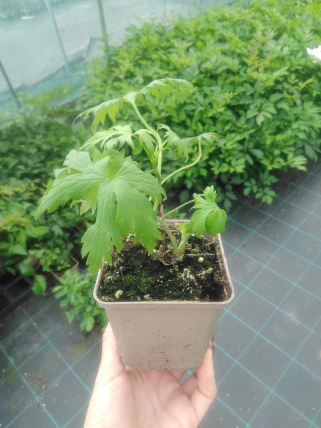 Jaloritarinkannus Magic Fountains Pure White - 2024