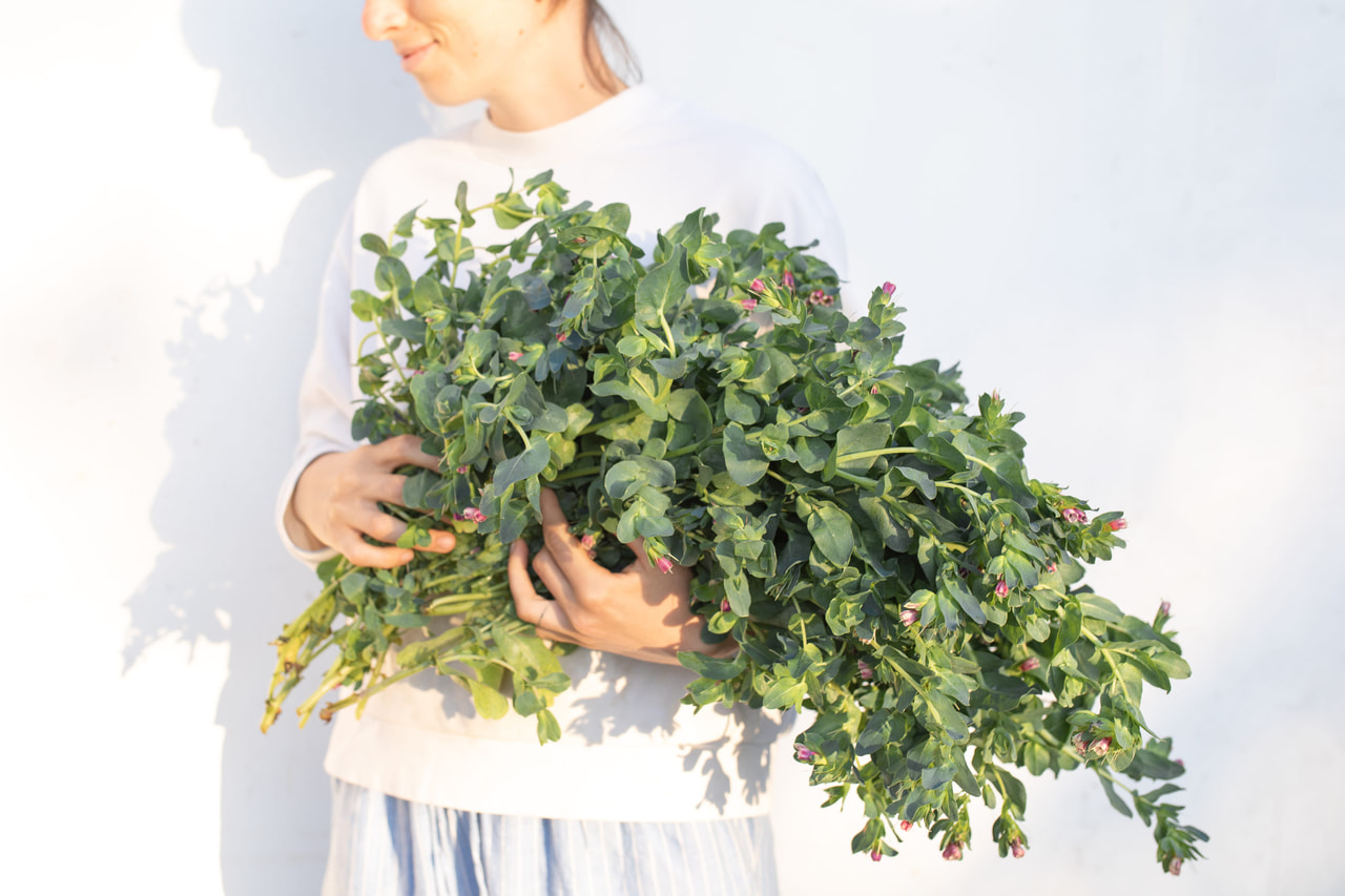 Stor Voksurt Pride of Gibraltar, Loukykvět