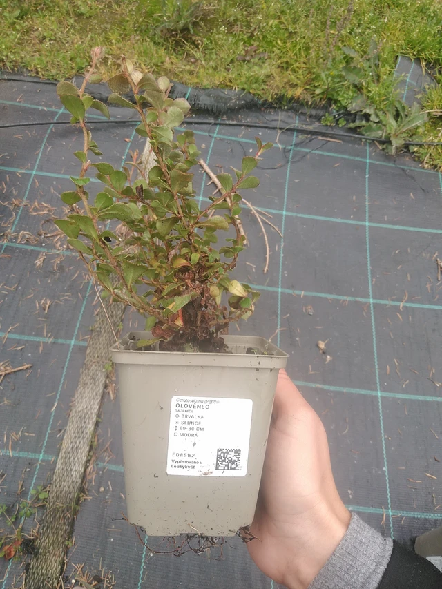 Lyijykukka - 10. 10. 2025