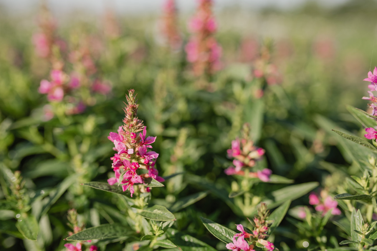 Rantakukka Robert, Loukykvět