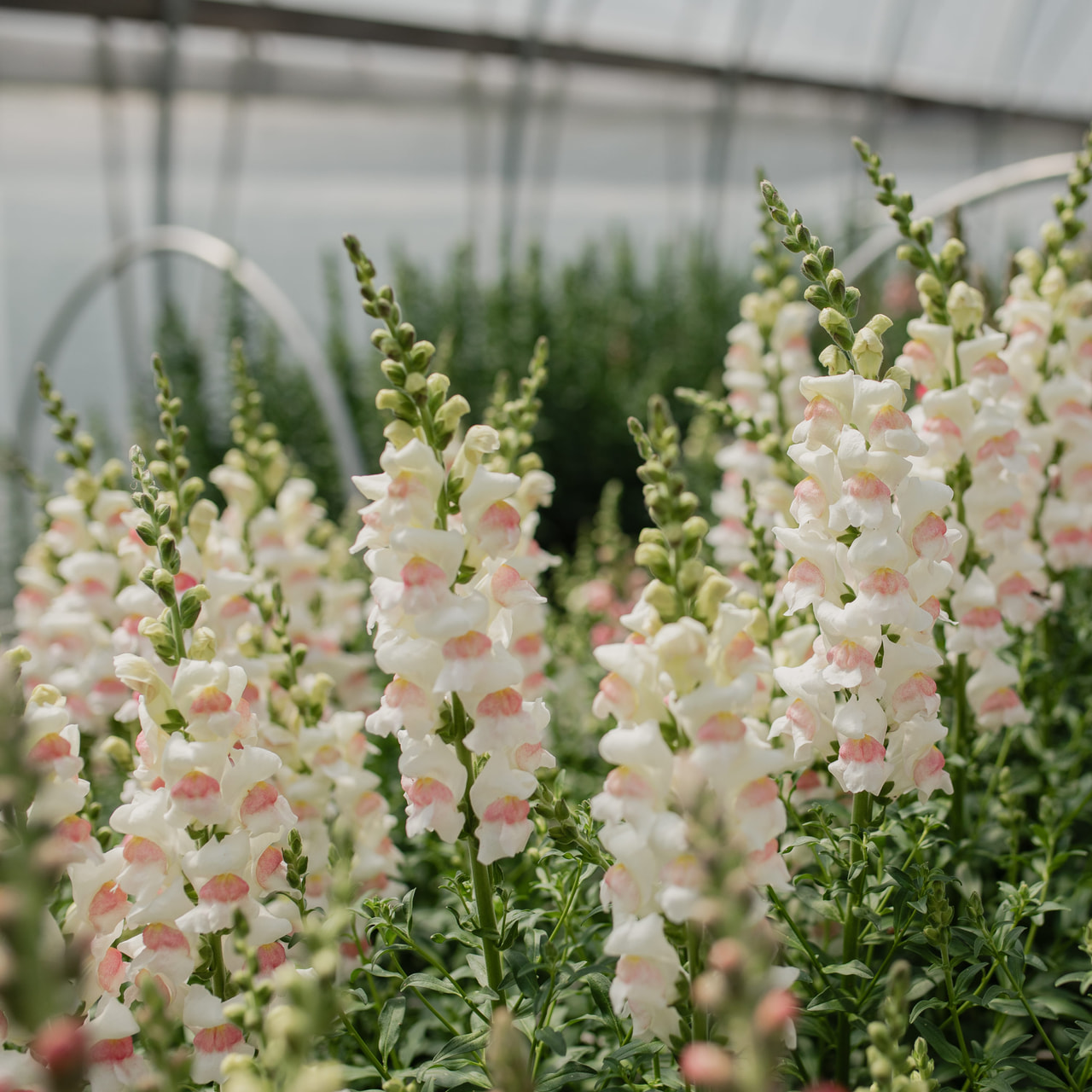 Leijonankita Maryland Appleblossom, Loukykvět