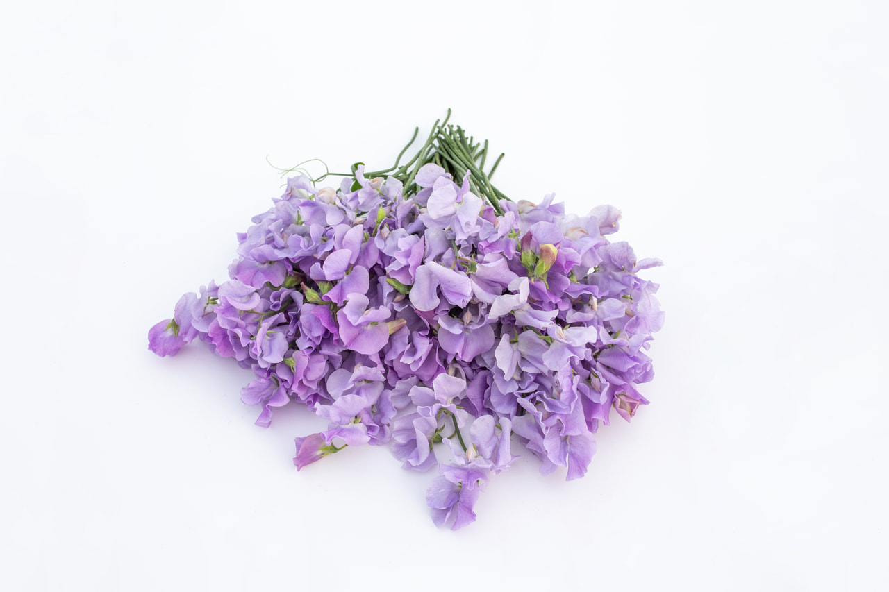 Lathyrus Winter Sunshine Lavender, Loukykvět