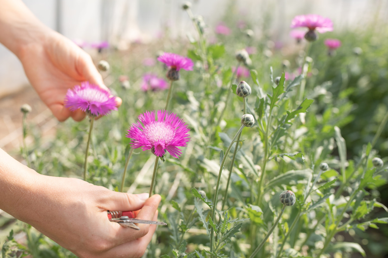 Aciano imperial Splendens, Loukykvět