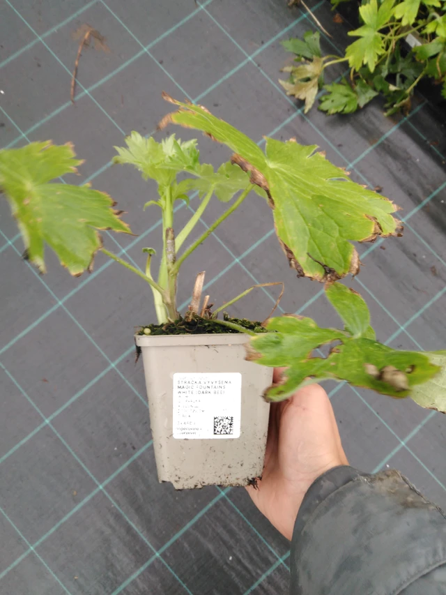 Jaloritarinkannus Magic Fountains White (Dark Bee) - 10. 9. 2025