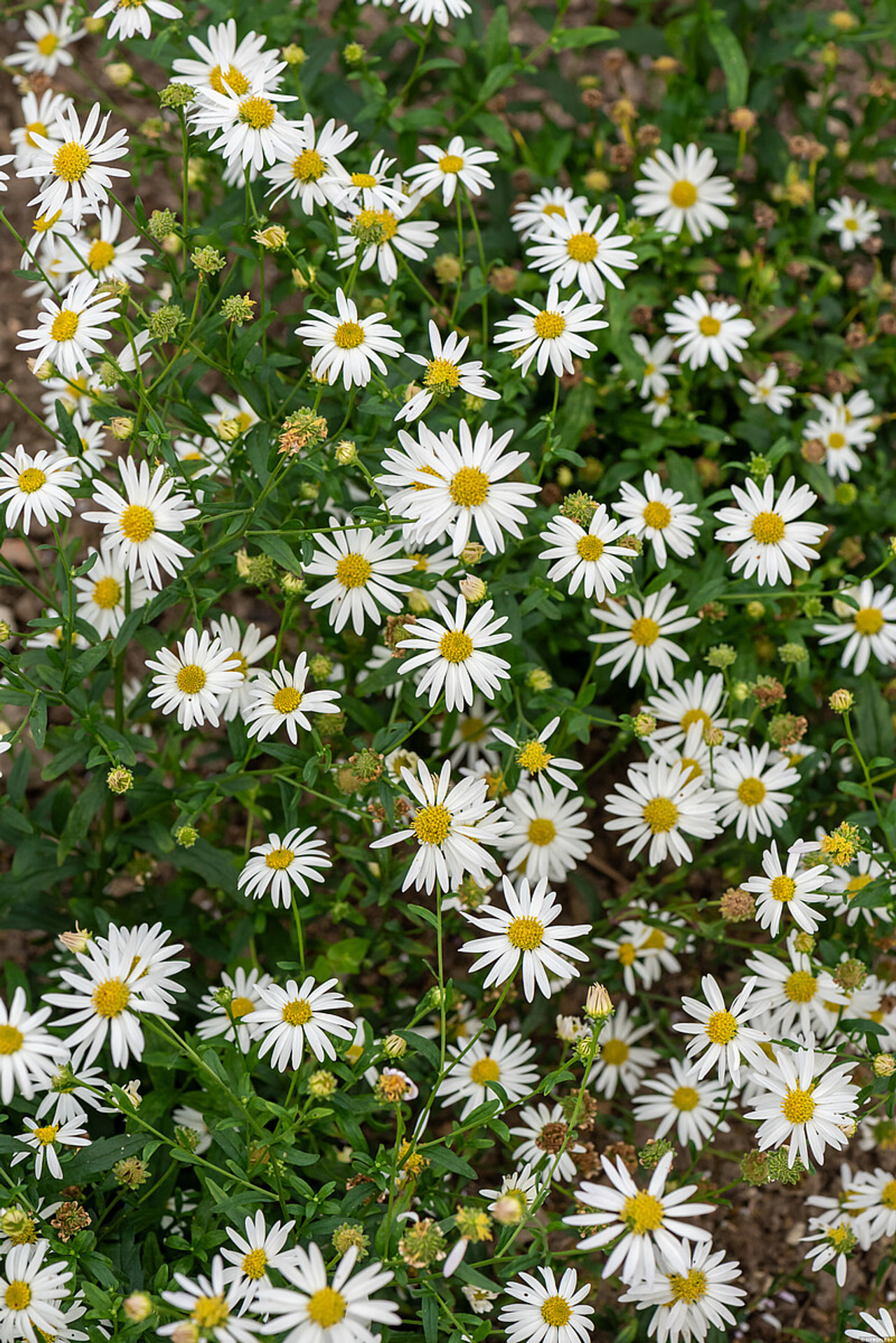 Tiukuasteri Alba, Loukykvět