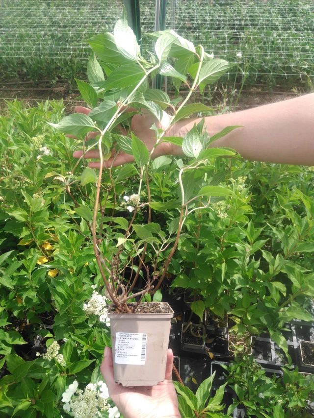 Syyshortensia Kyushu - 2024