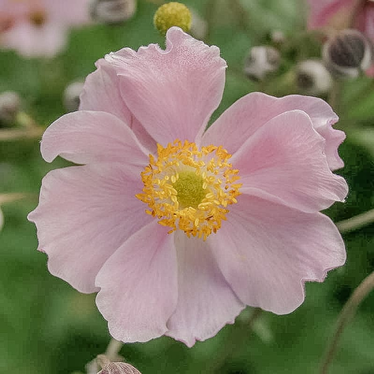 Hopeasyysvuokko Septemberglanz, Loukykvět