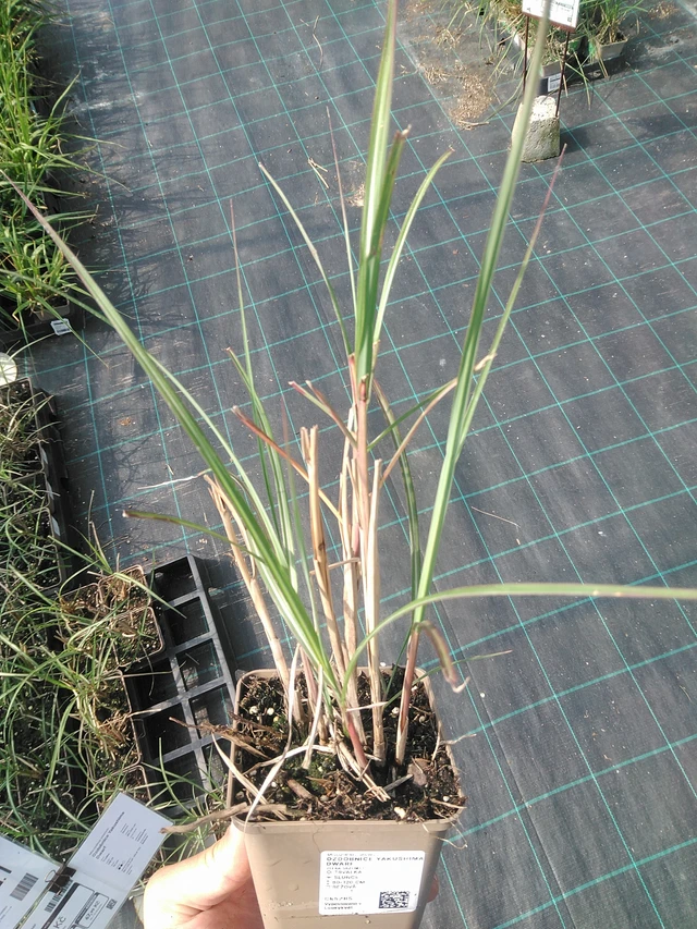 Miscanthus Yakushima Dwarf - 30. 6. 2025
