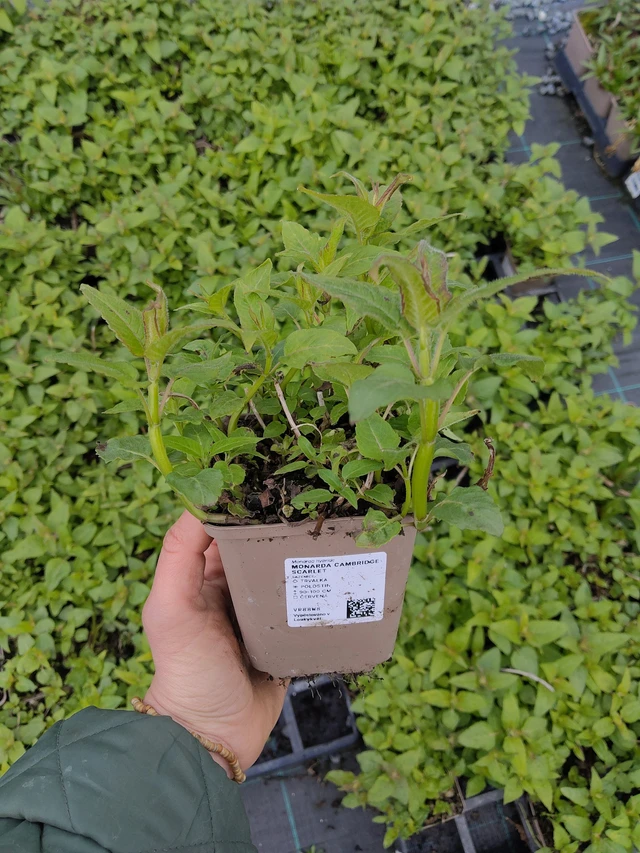 Väriminttu Cambridge Scarlet - 21. 4. 2026