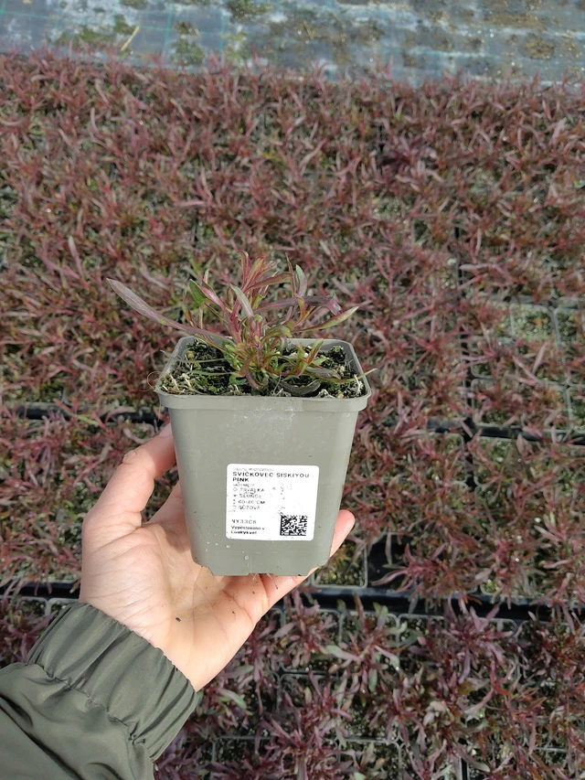 Prachtkaars Siskiyou Pink - 13. 5. 2026