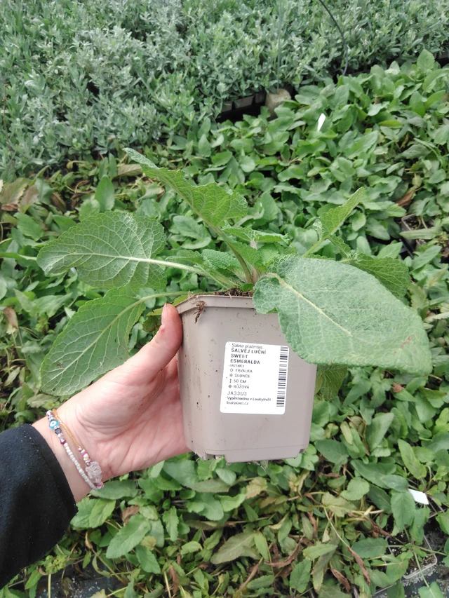 Salvia pratensis Sweet Esmeralda - 2024