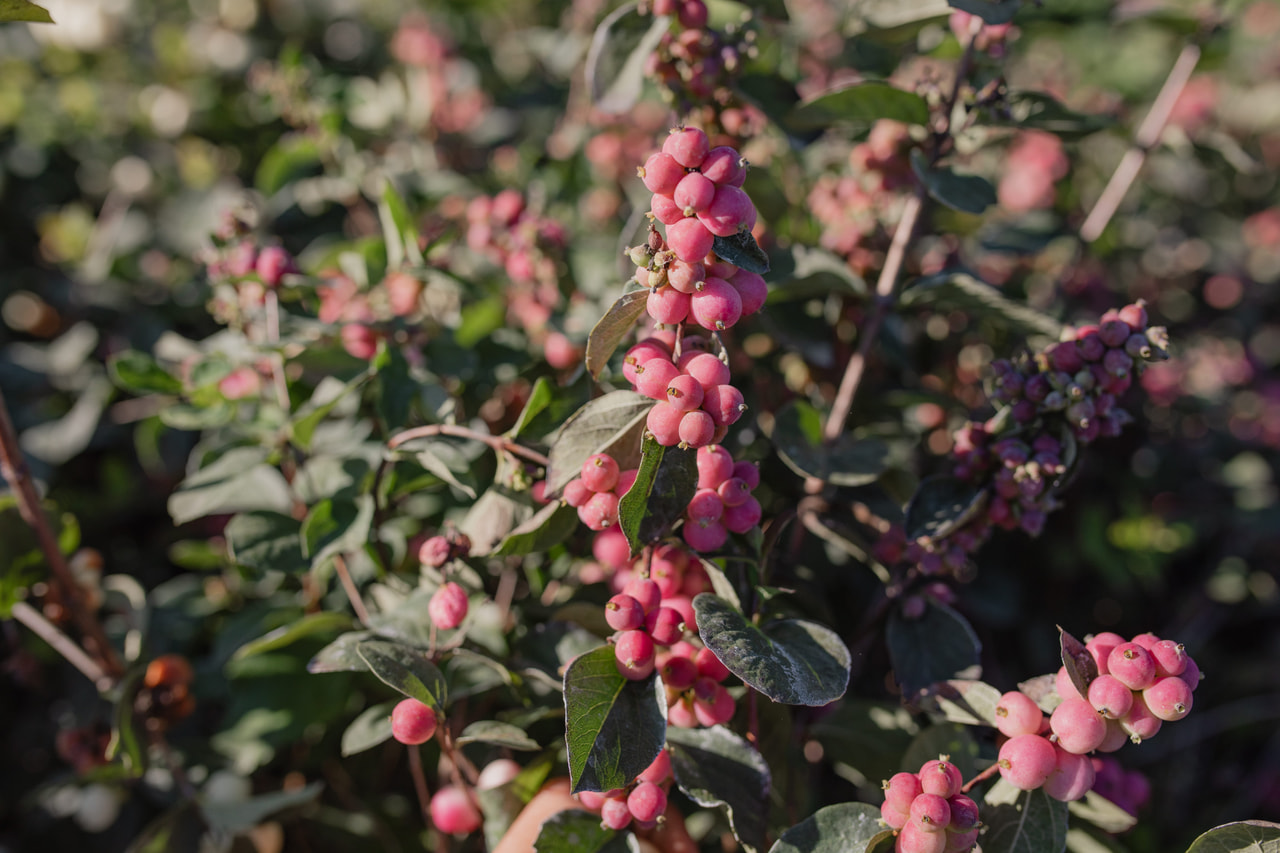 Lumimarja Magical Temptation, Loukykvět