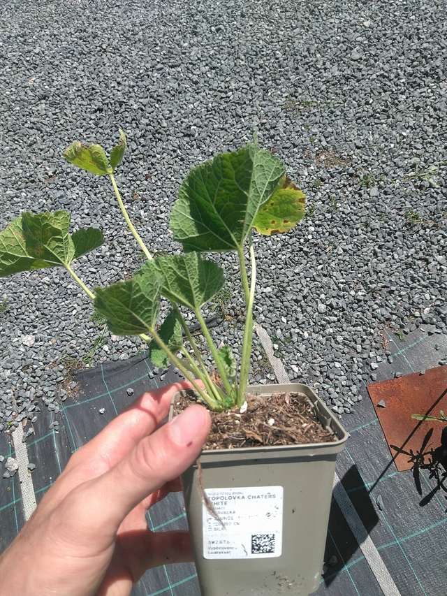 Malva real Chaters White - 24. 6. 2025