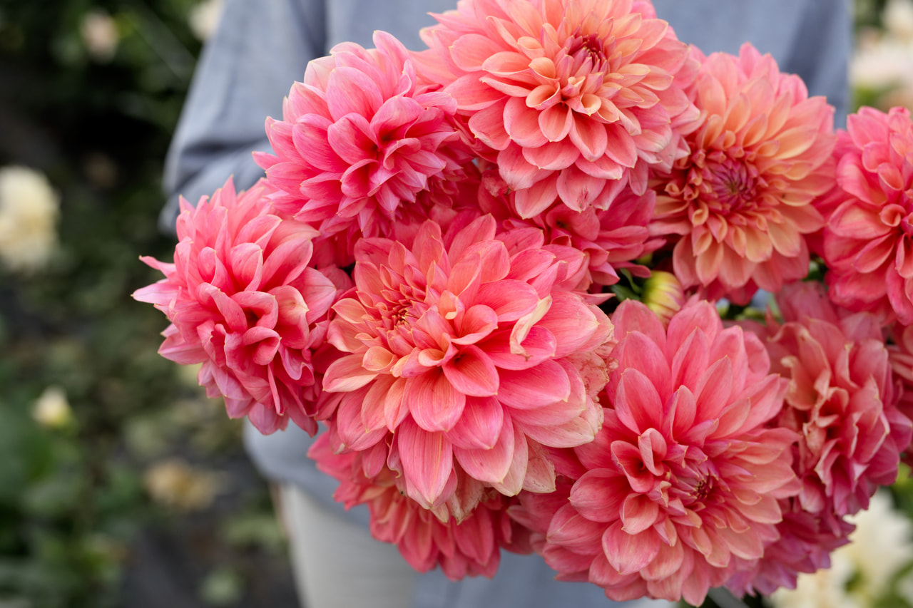 Dalia Scaur Swinton, Loukykvět