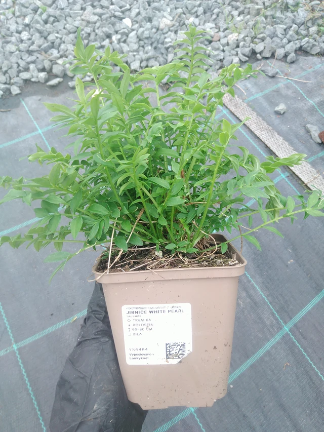 Sinilatva White Pearl - 10. 9. 2025