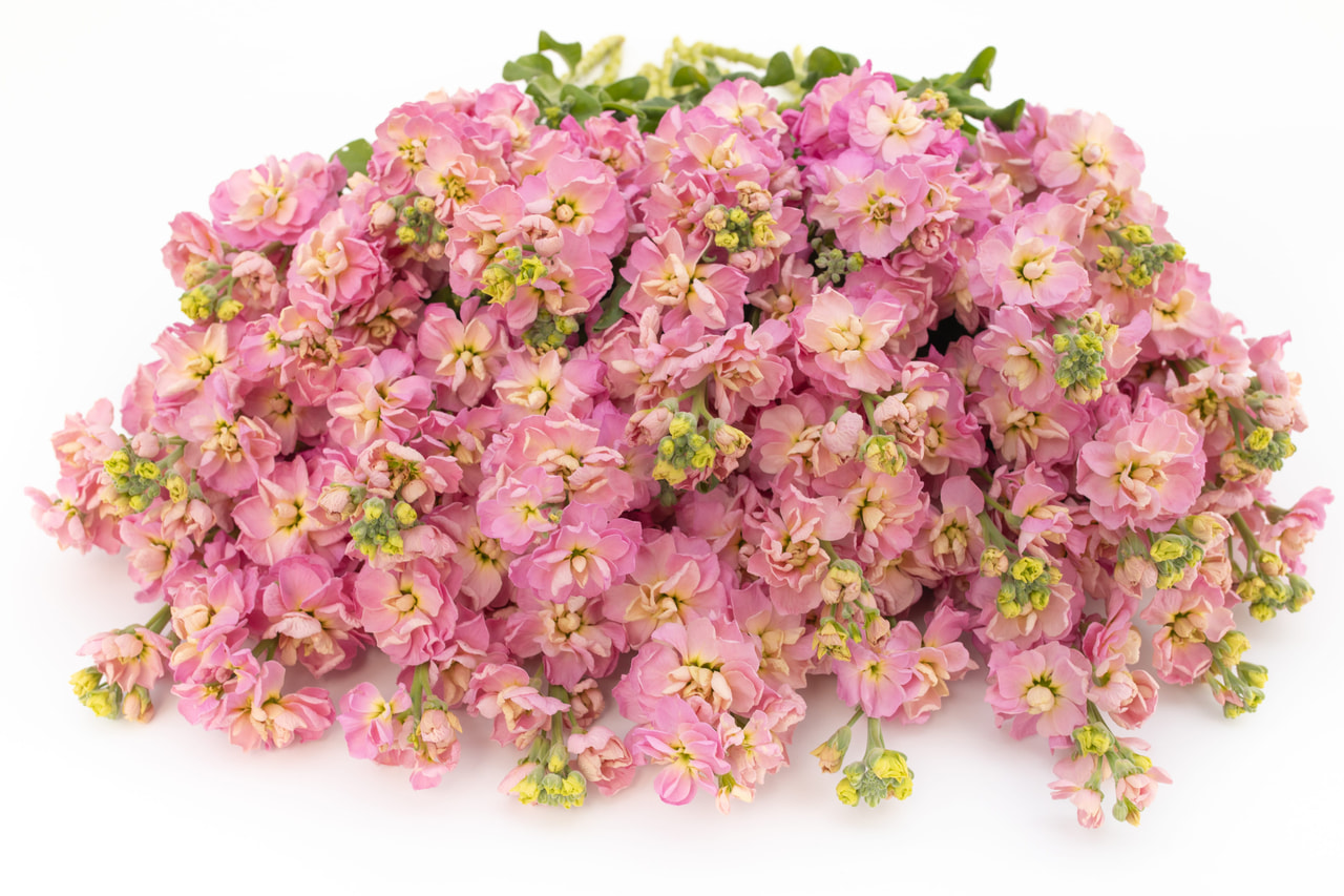 Stock StoX Champagne, Loukykvět