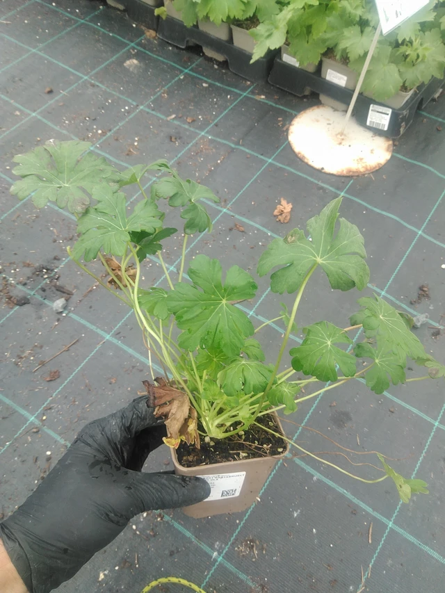 Geranio Saint Ola - 10. 9. 2025