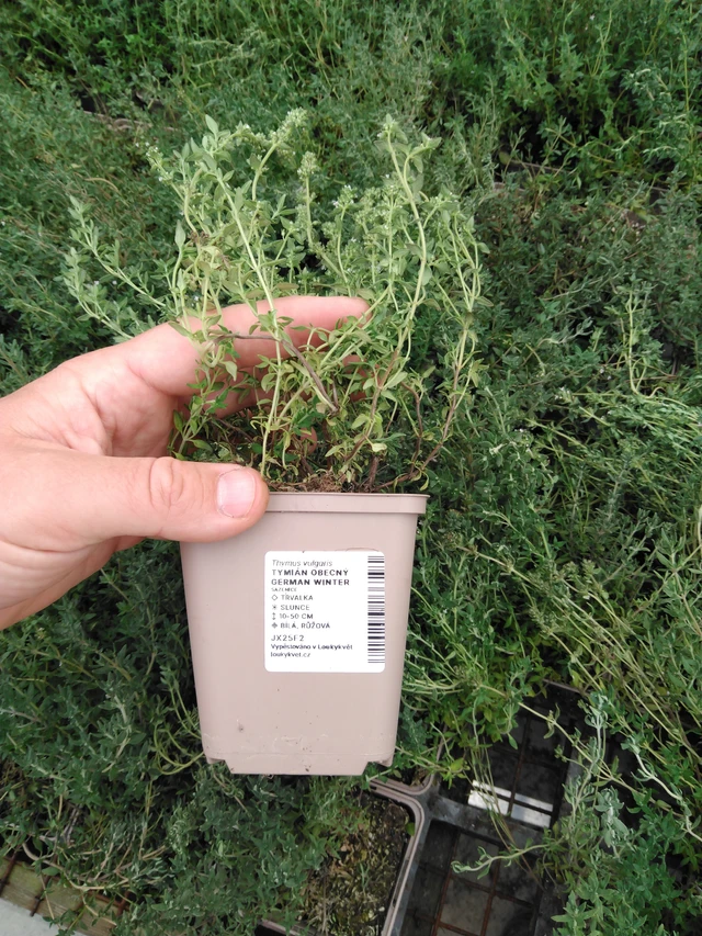 Tomillo German Winter - 2024