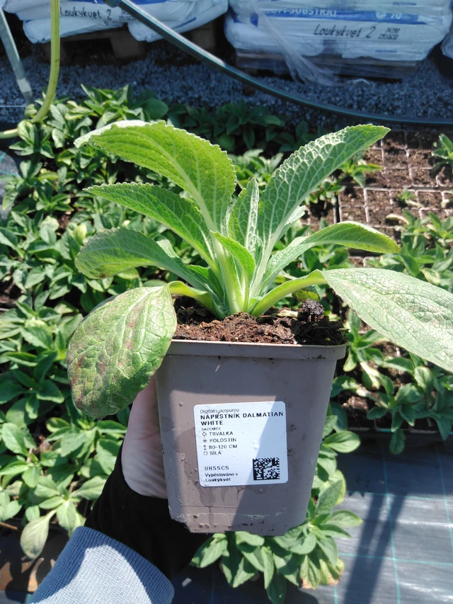 Sormustinkukka Dalmatian White - 13. 5. 2025