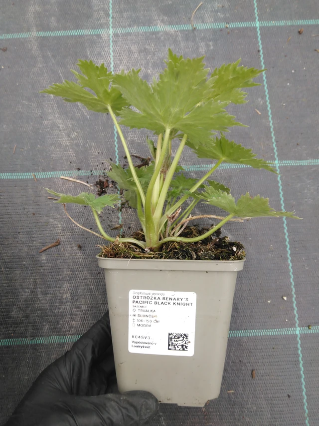 Ritarinkannus Benary’s Pacific Black Knight - 1. 4. 2026