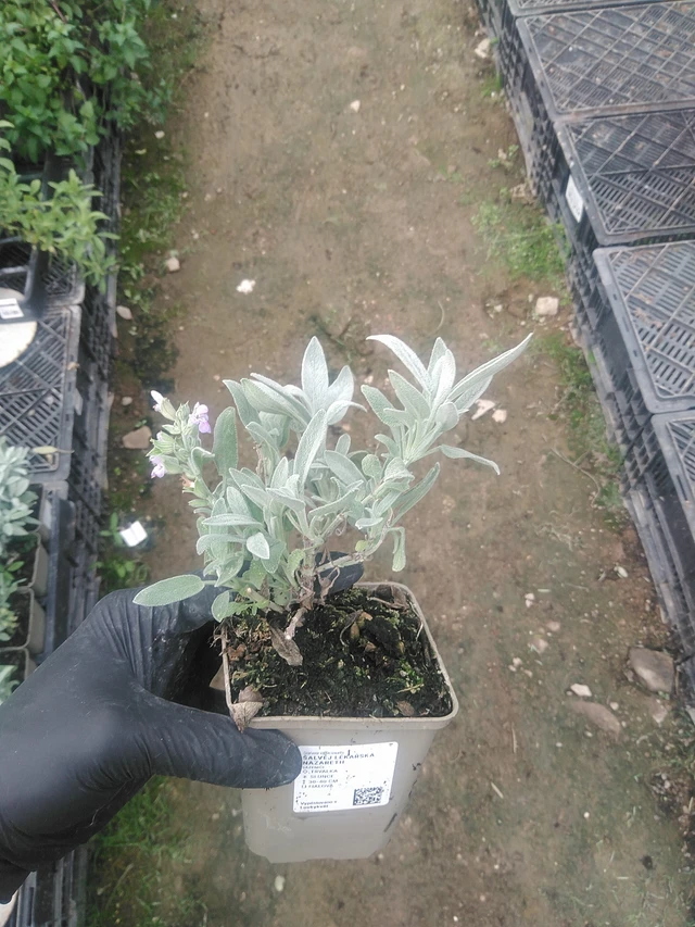 Salvia Nazareth - 10. 9. 2025