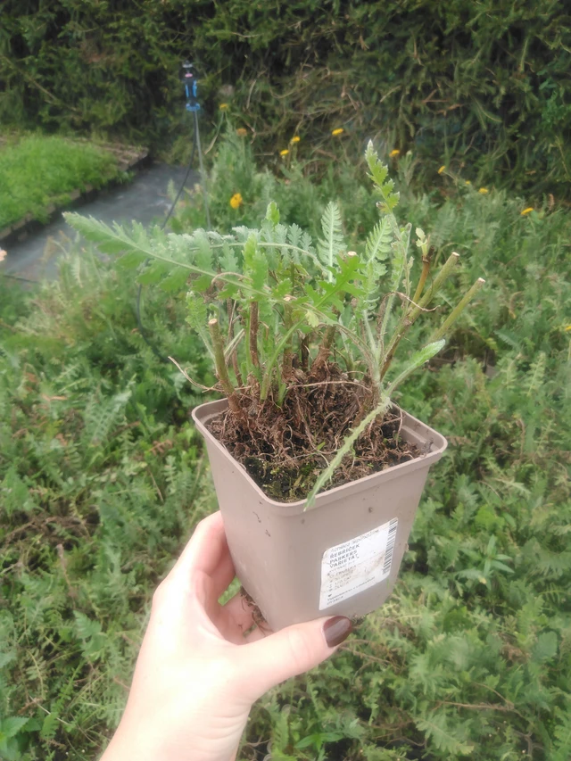 Siankärsämö Parkers Varietät - 2024