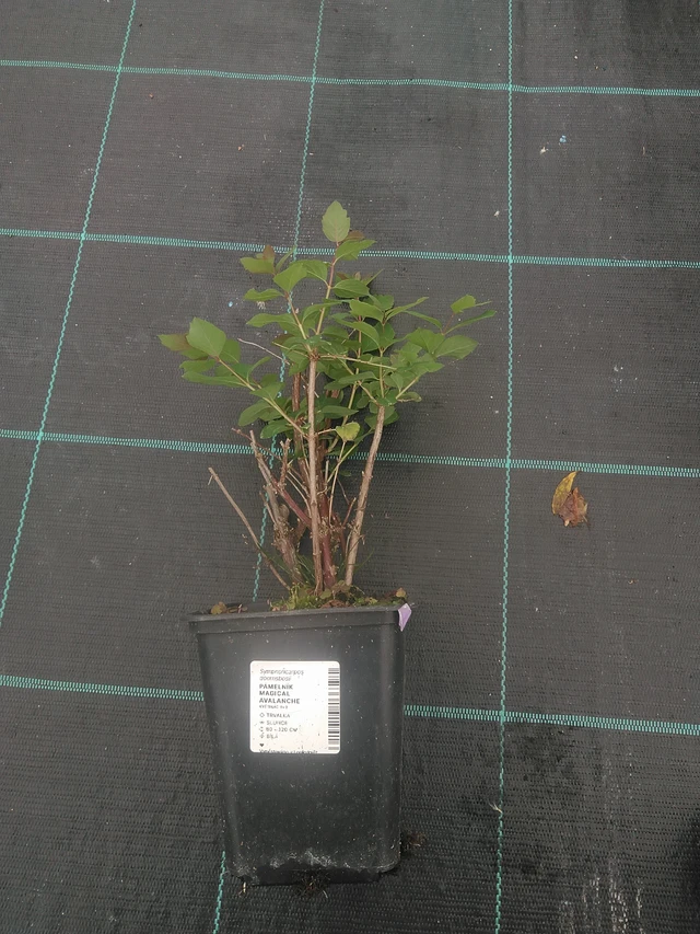 Symphoricarpos Magical Avalanche - 10. 10. 2025
