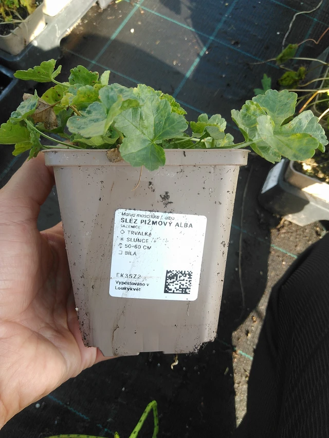 Myskimalva Alba - 11. 9. 2025